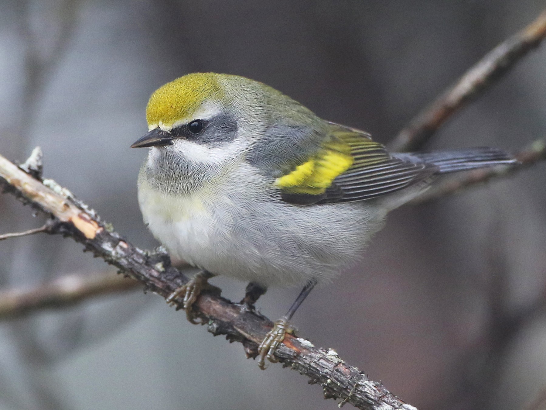 Golden-winged Warbler - Anonymous