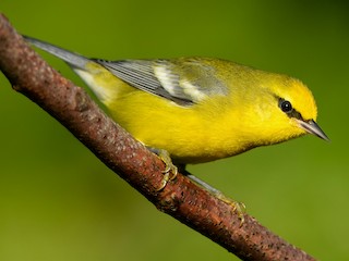  - Blue-winged Warbler