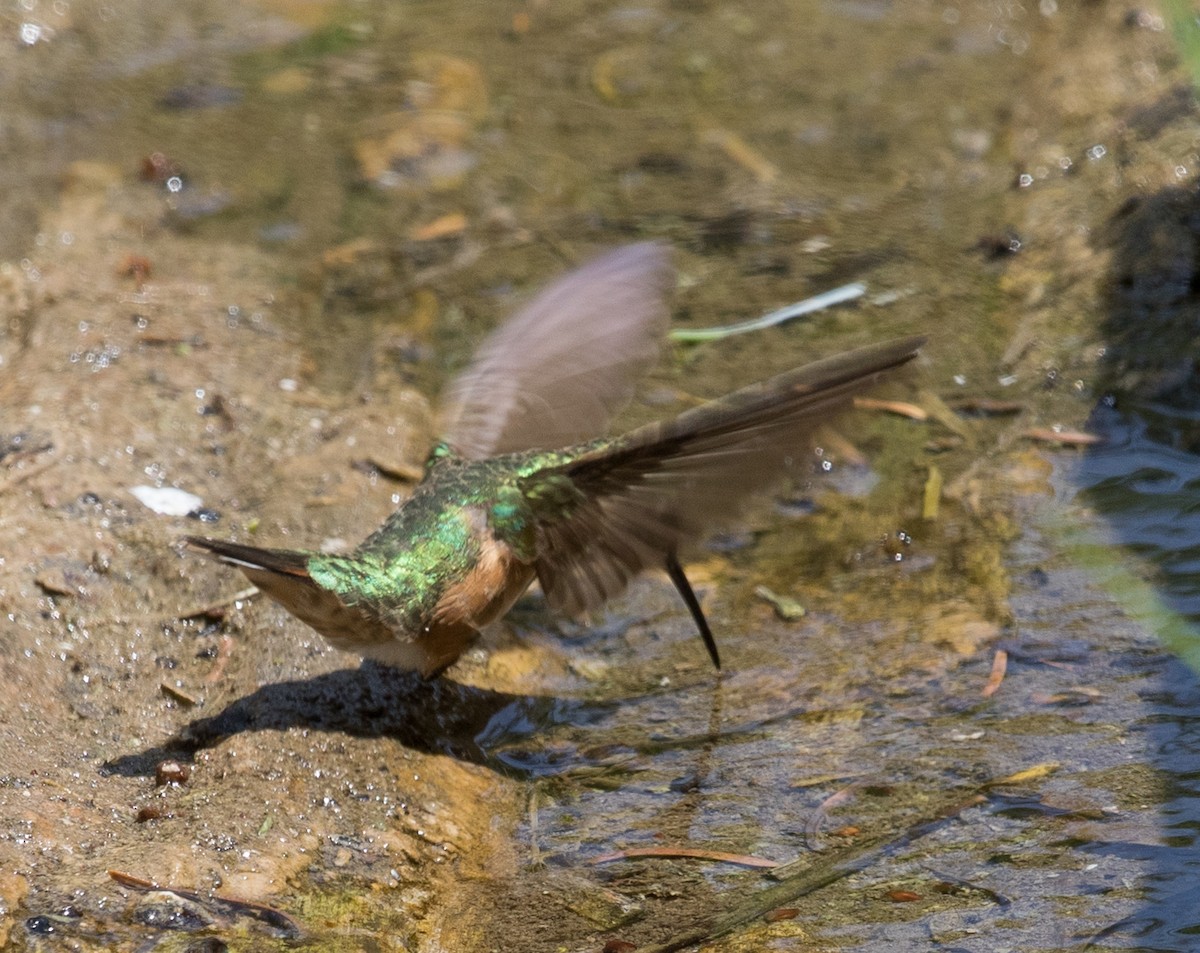 Broad-tailed Hummingbird - ML296764451
