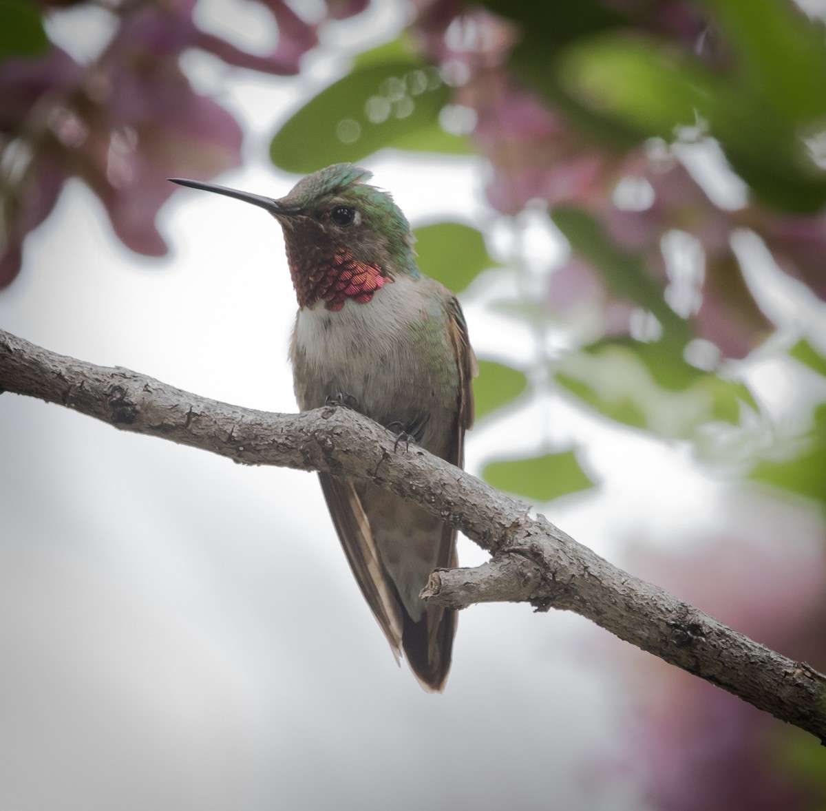 Broad-tailed Hummingbird - ML296764461
