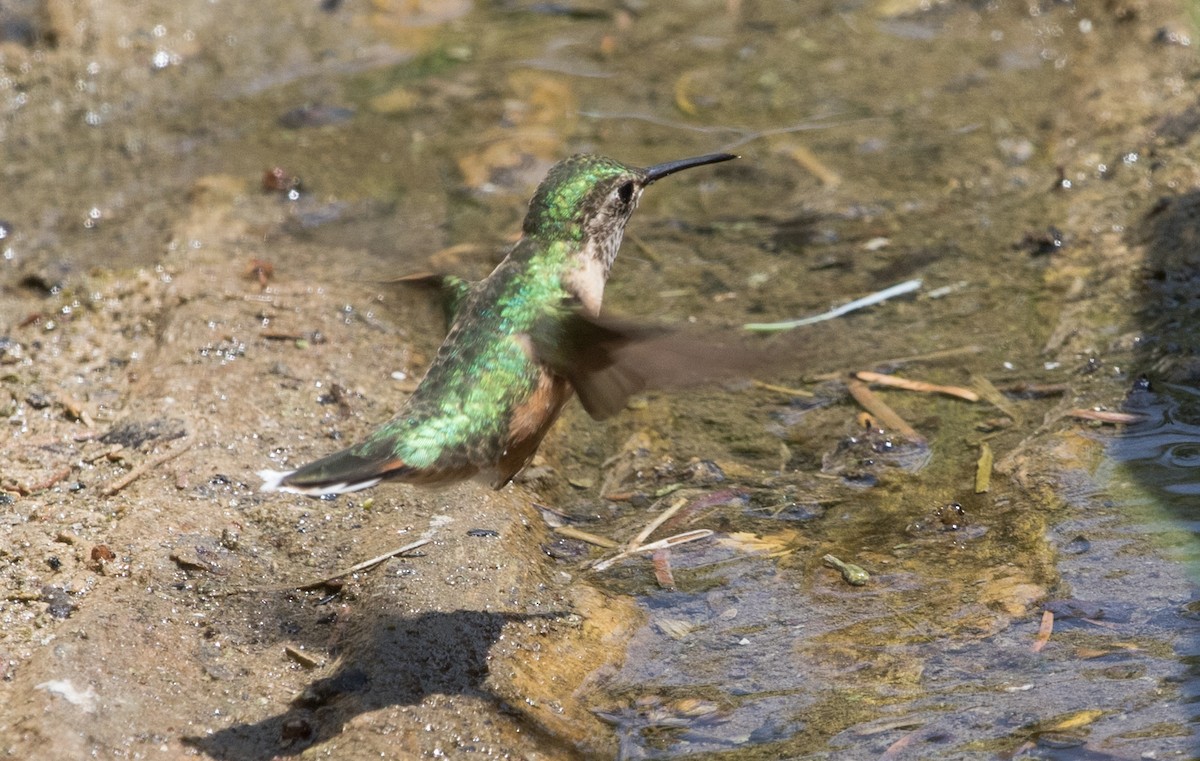 Broad-tailed Hummingbird - ML296764481