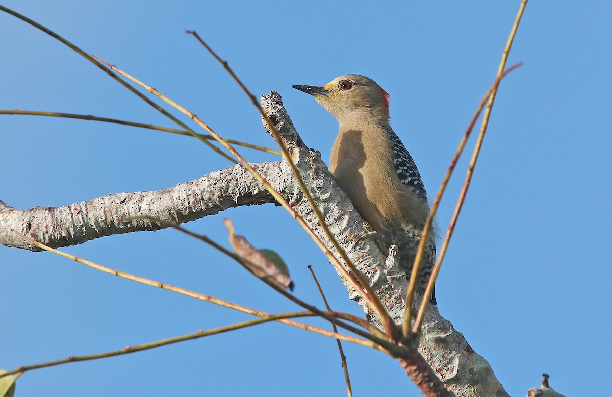 Yucatan Woodpecker - ML296764741
