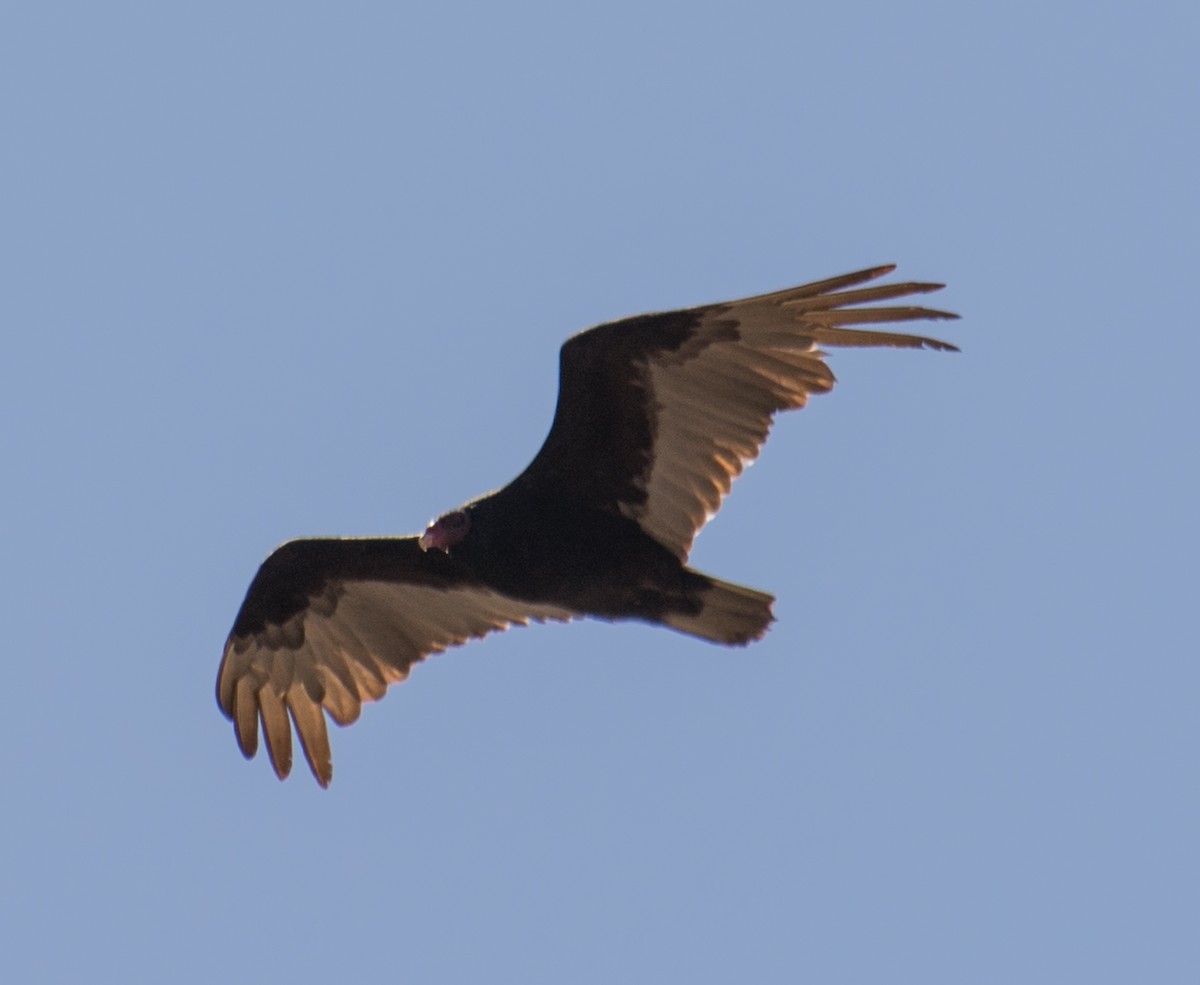 Turkey Vulture - Kim Moore
