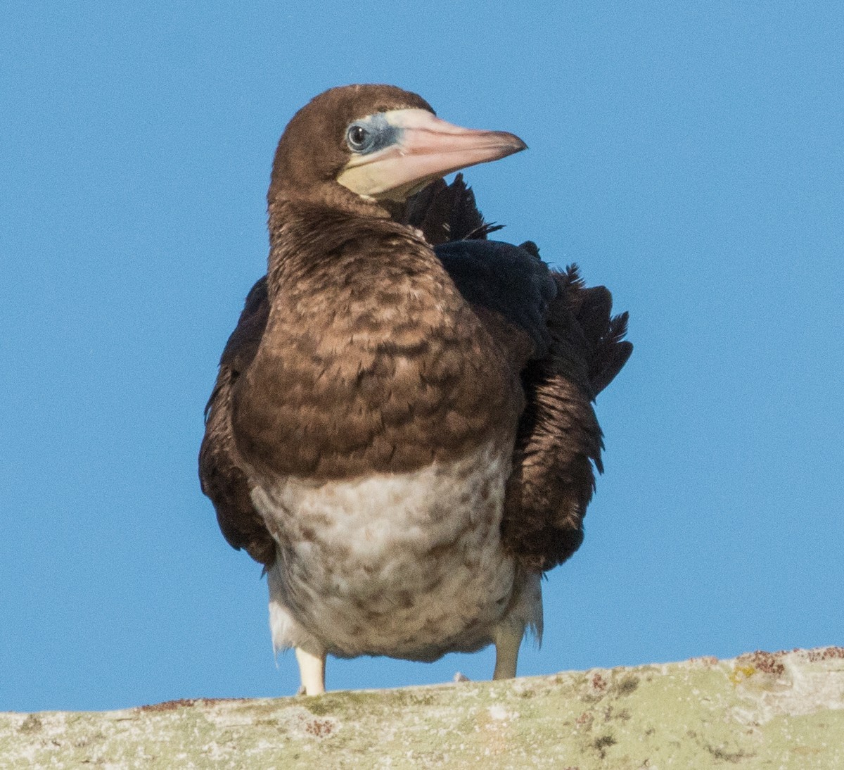 Brown Booby - ML296767381