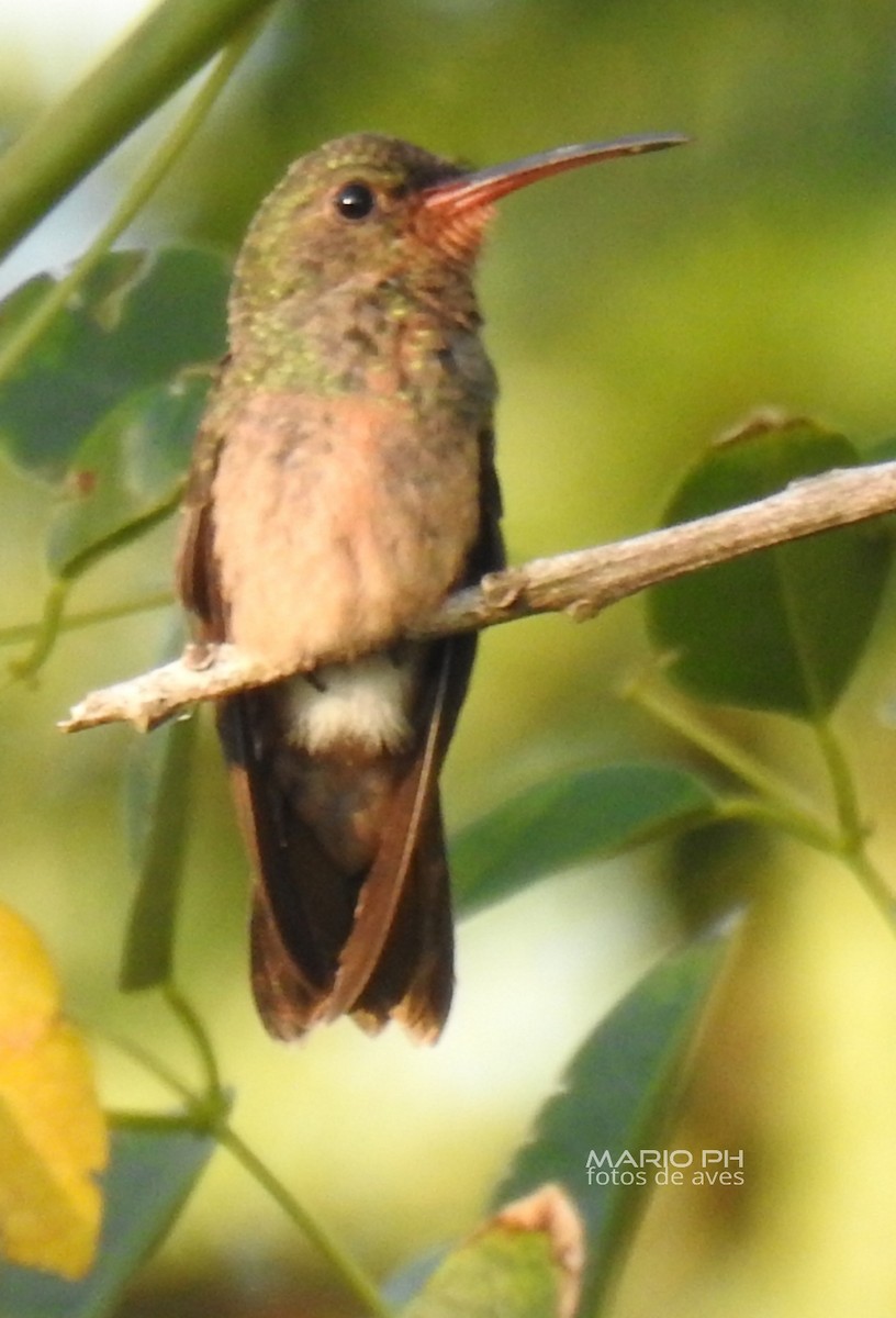 Gilded Hummingbird - ML296769551