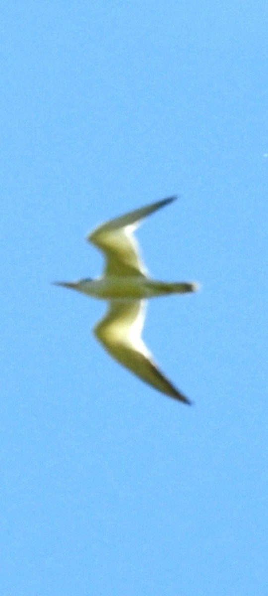 Yellow-billed Tern - Mario Casadei