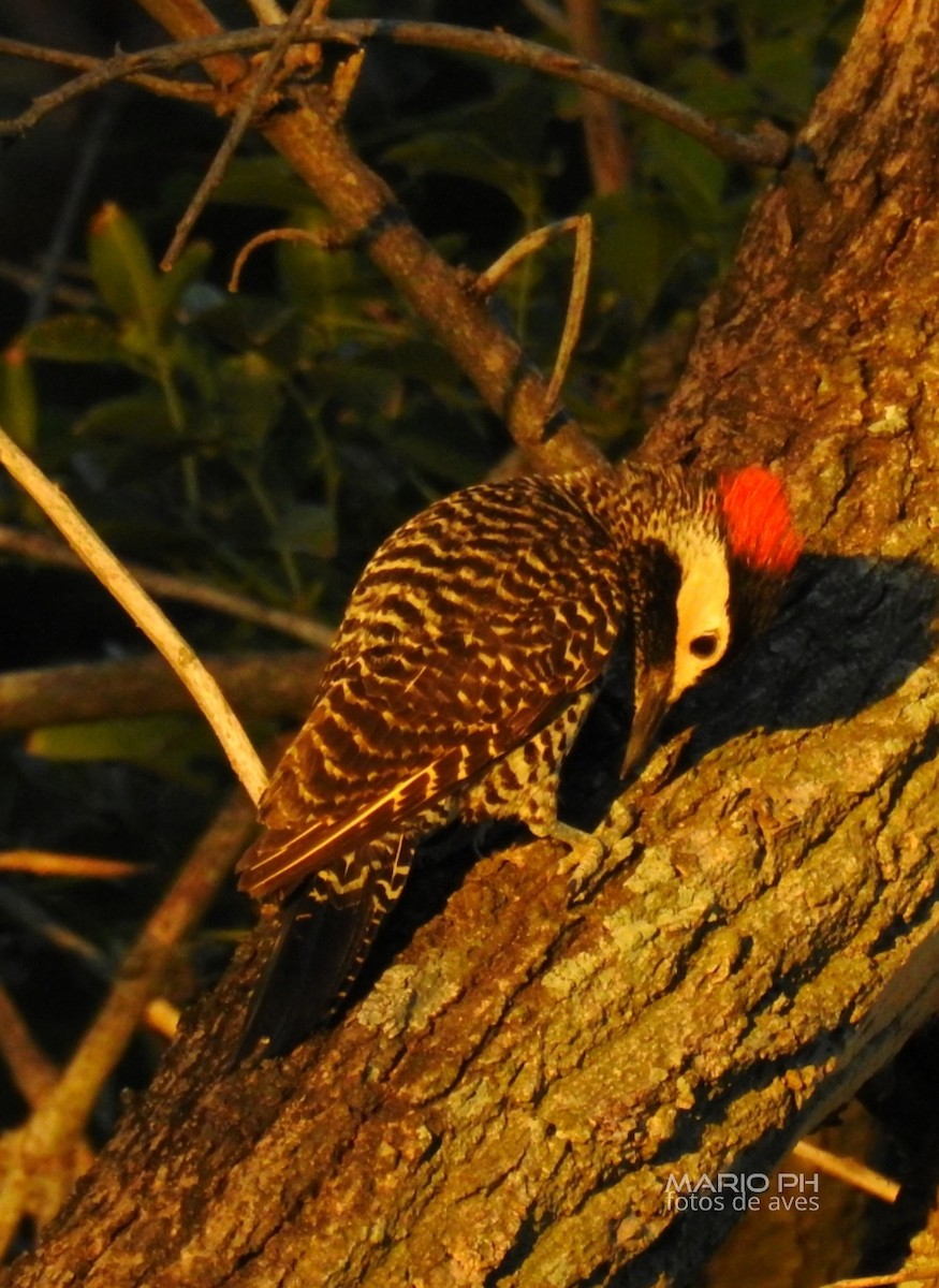 Green-barred Woodpecker - ML296769881