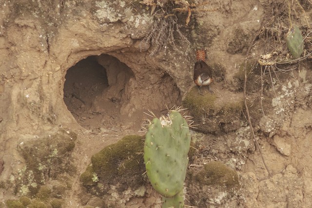 Bird in its habitat;<em> </em>Tlaxcala, Mexico. - Canyon Wren - 
