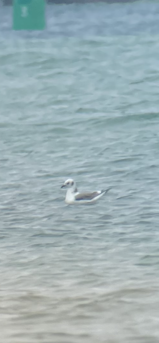Mouette tridactyle - ML296775651