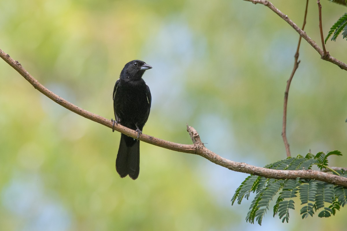 White-lined Tanager - ML296777251