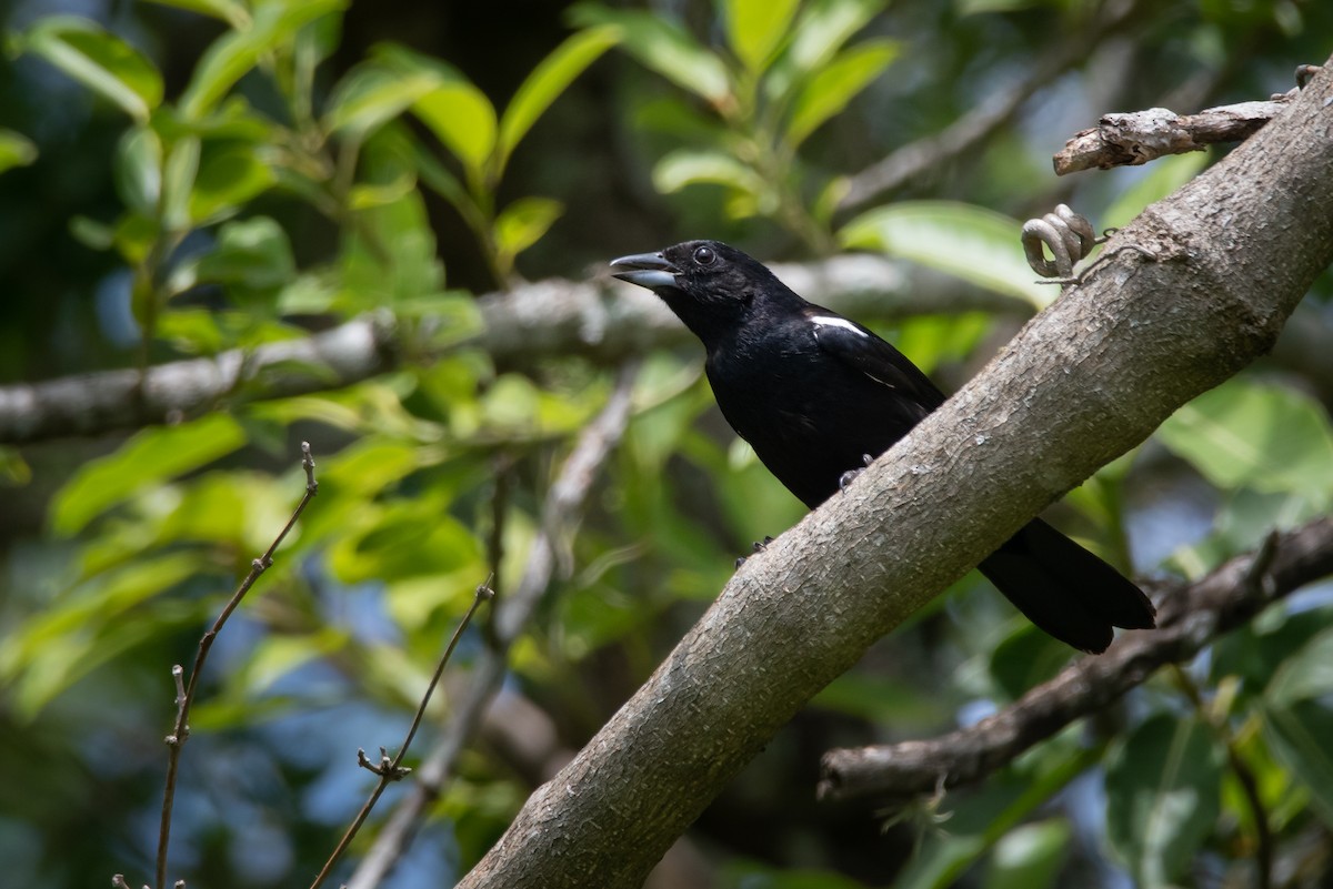 White-lined Tanager - ML296777271
