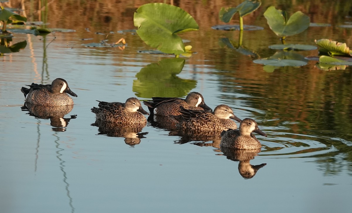 Blue-winged Teal - Kathryn Young
