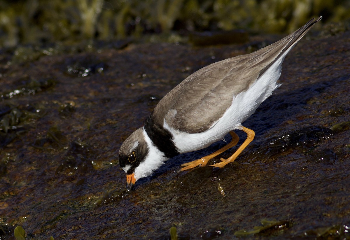 Semipalmated Plover - Nathan Dubrow