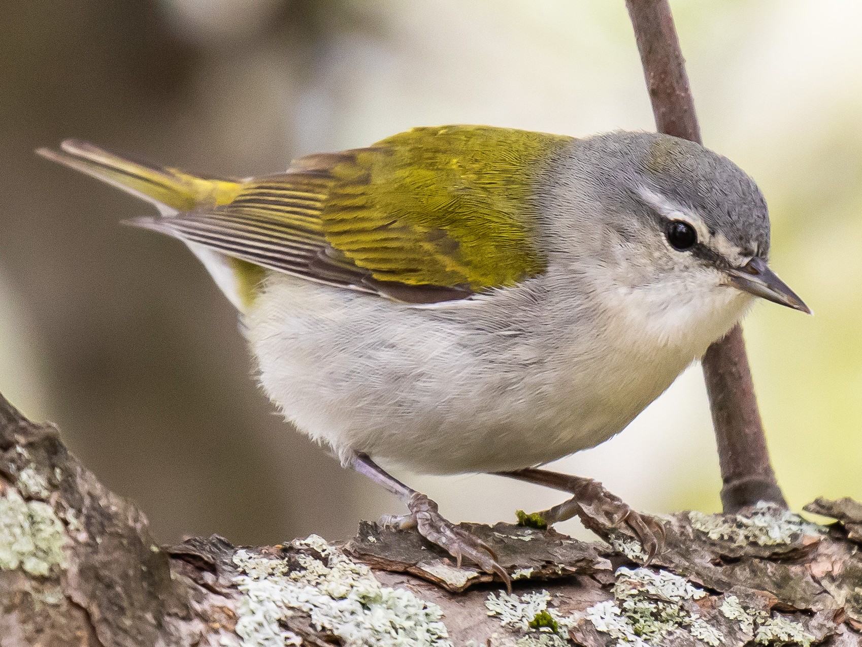 Tennessee Warbler - eBird