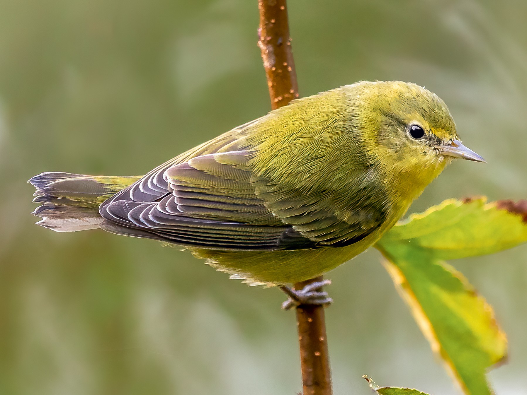 Tennessee Warbler - eBird