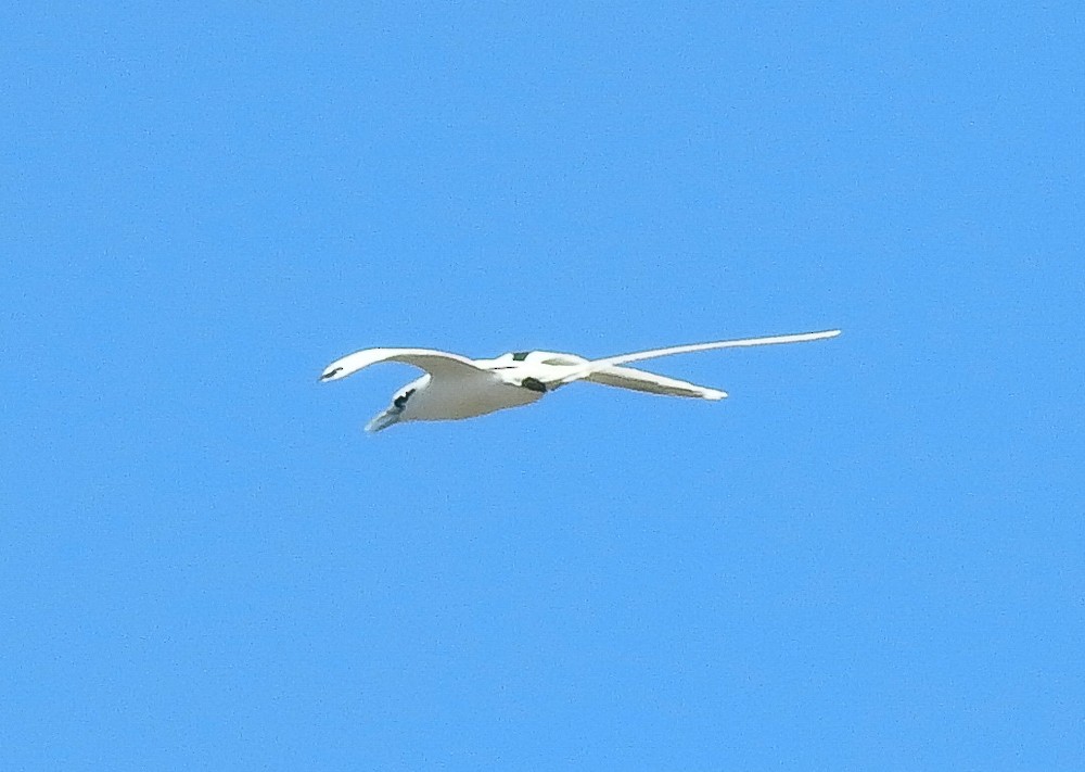 White-tailed Tropicbird - ML296782521