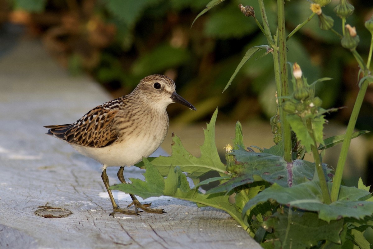 Least Sandpiper - Nathan Dubrow