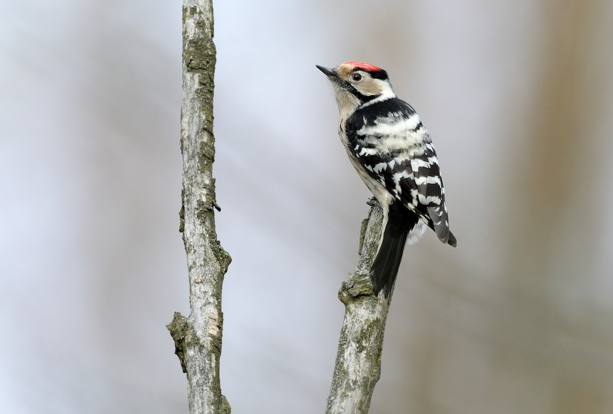 Lesser Spotted Woodpecker - ML296784051