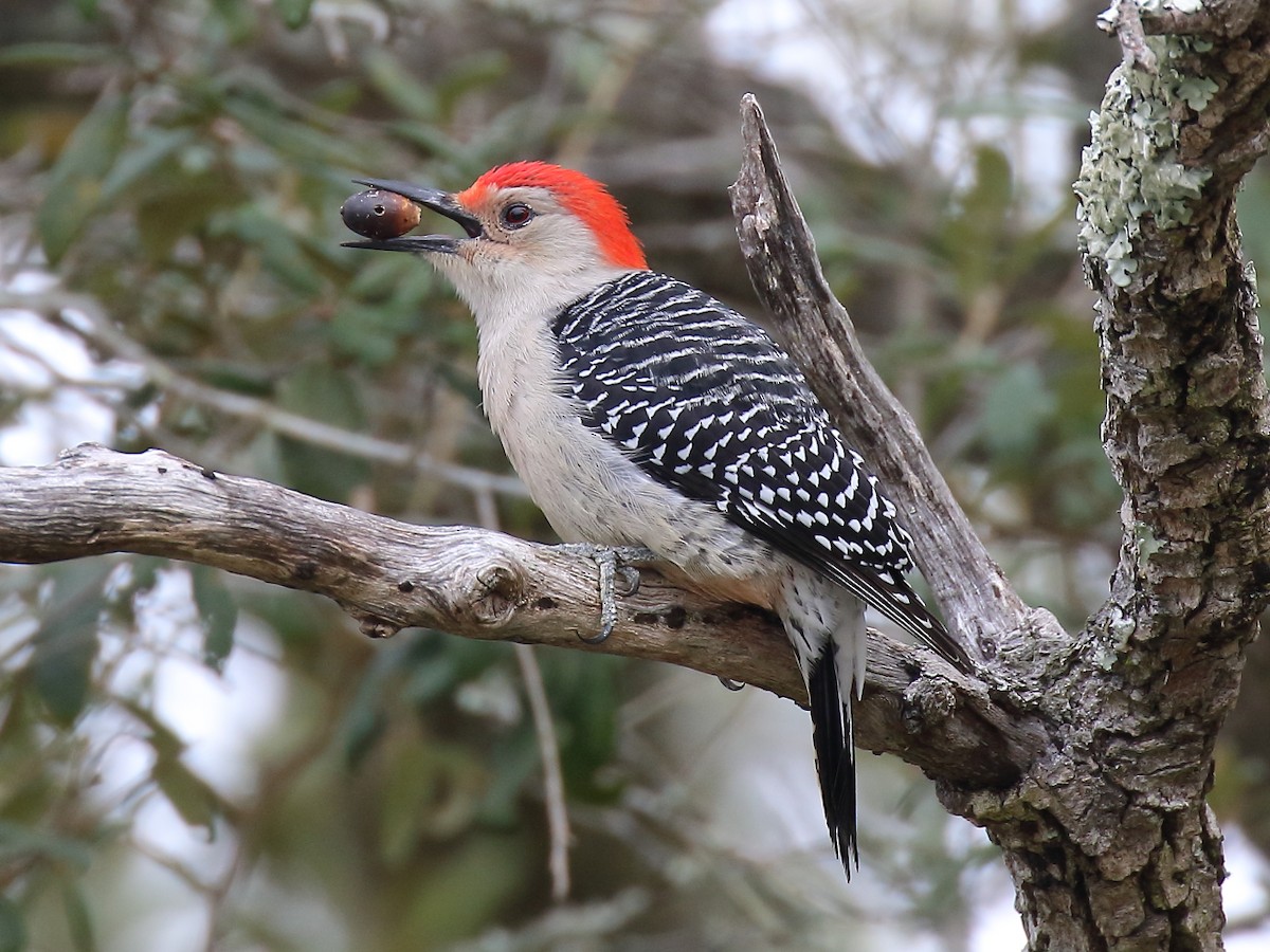 Red-bellied Woodpecker - ML296785511