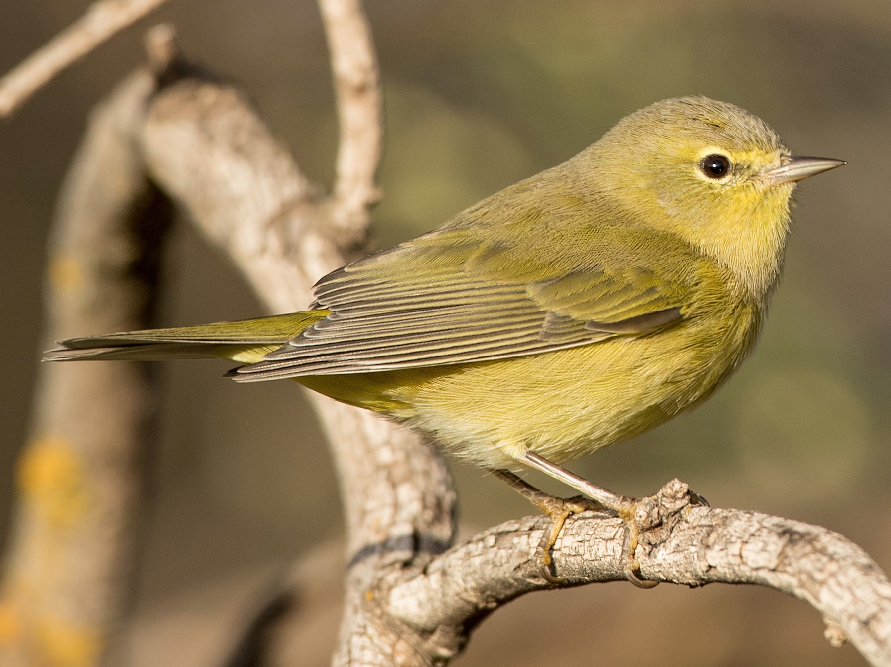 Orange-crowned Warbler - Ian Davies