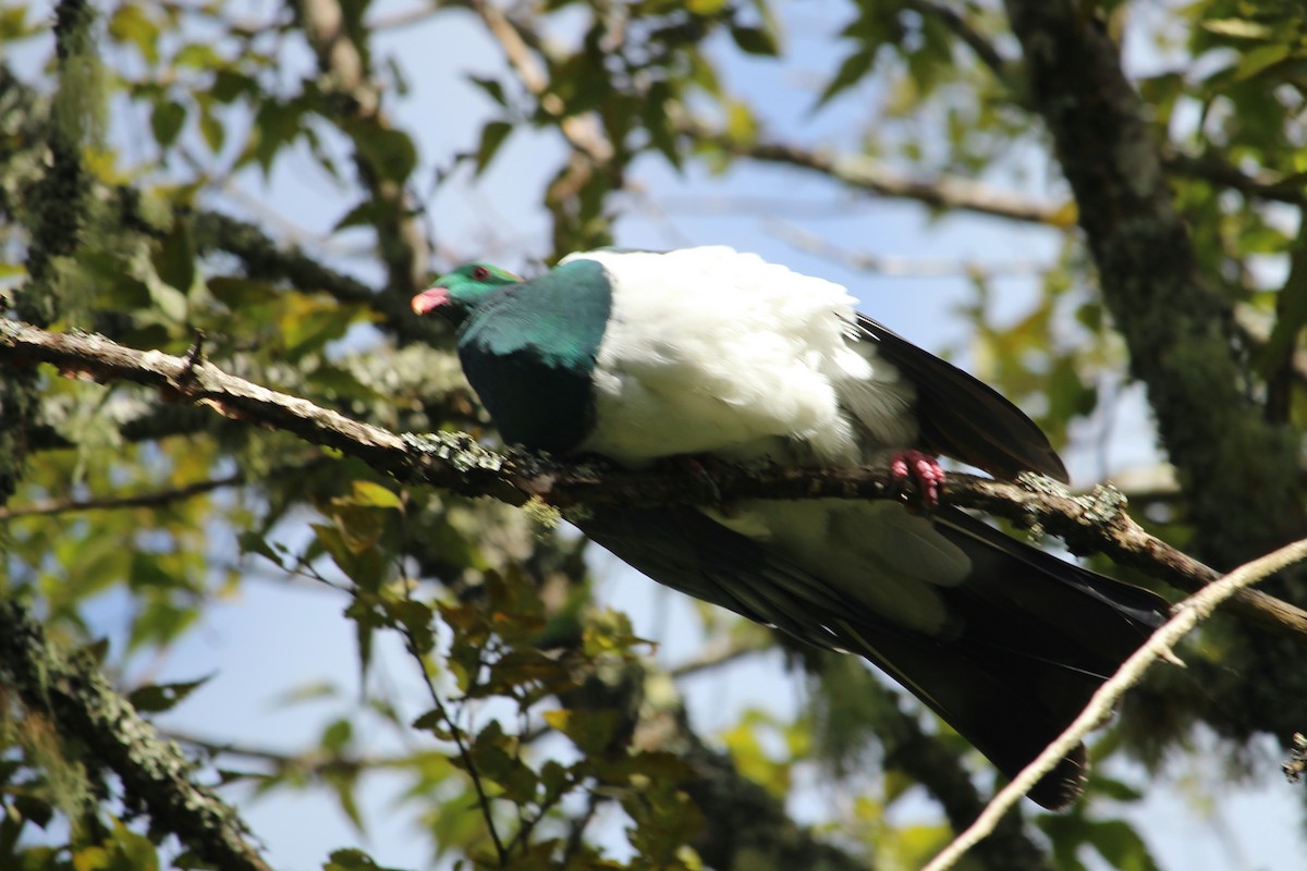 New Zealand Pigeon - ML296786031
