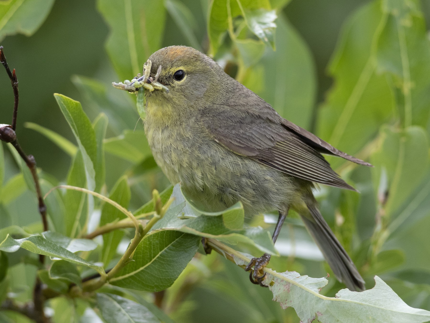 Orange-crowned Warbler - Brian Sullivan