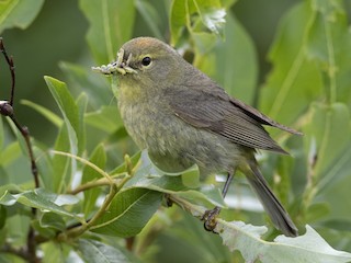 成鳥 - Brian Sullivan - ML296786721