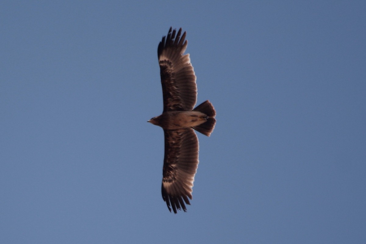 Greater Spotted Eagle - ML296792821