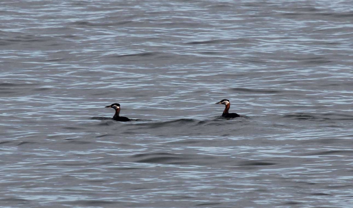 Red-necked Grebe - ML29679411