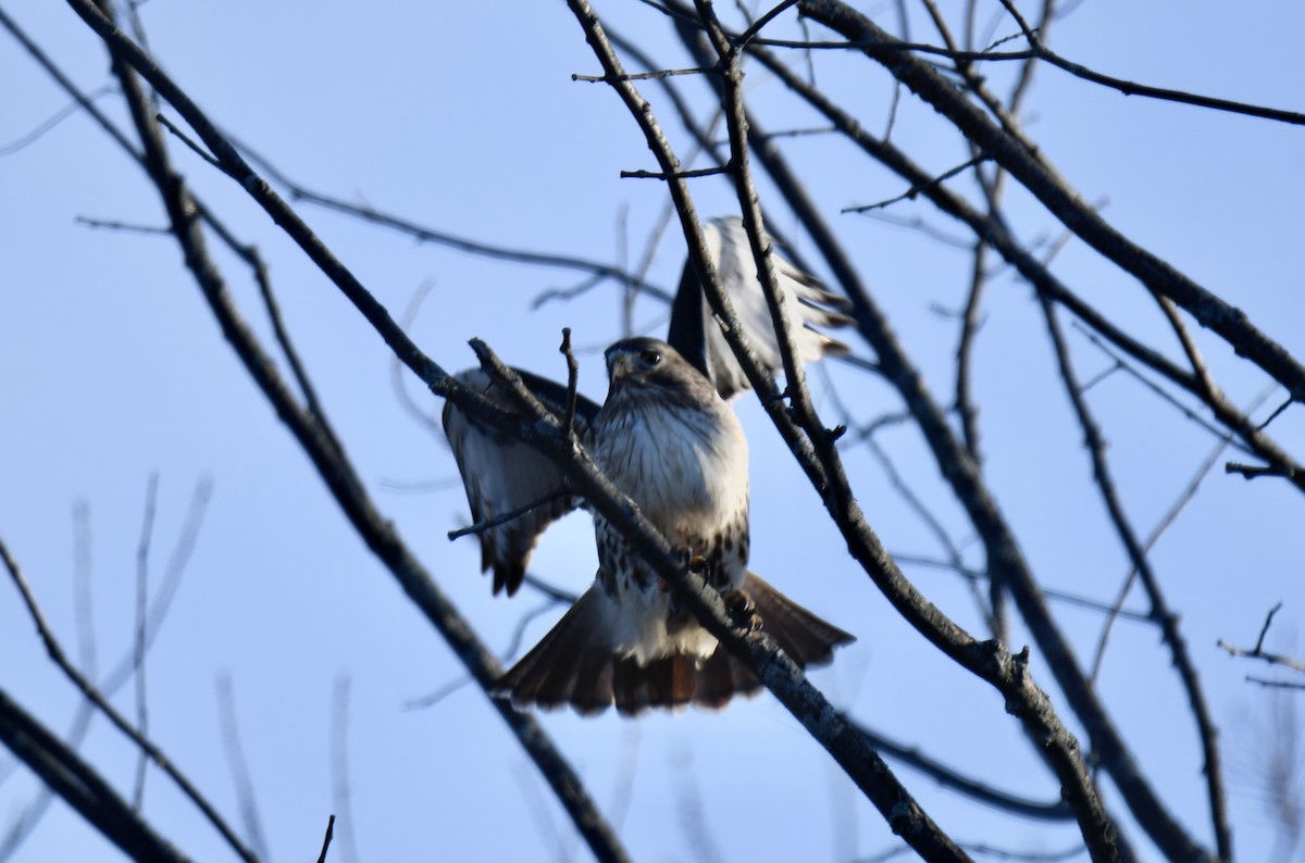 Red-tailed Hawk - ML296797961