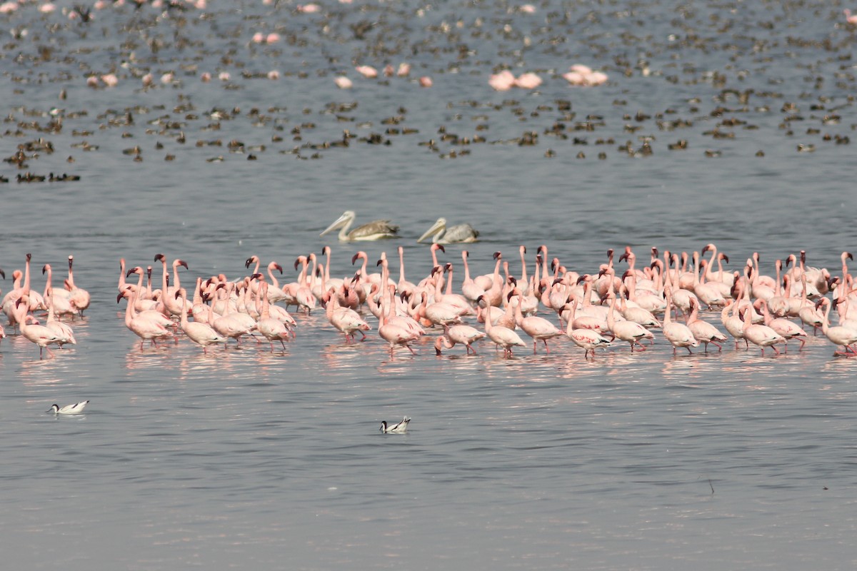 Lesser Flamingo - Thomas Galewski