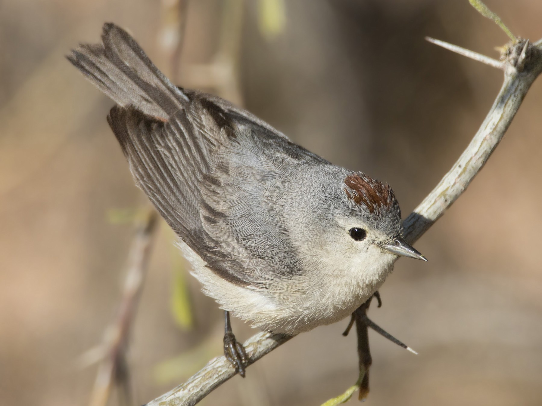 Lucy's Warbler - pierre martin