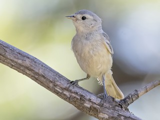 Самка/молодая птица - Bryan Calk - ML296803831
