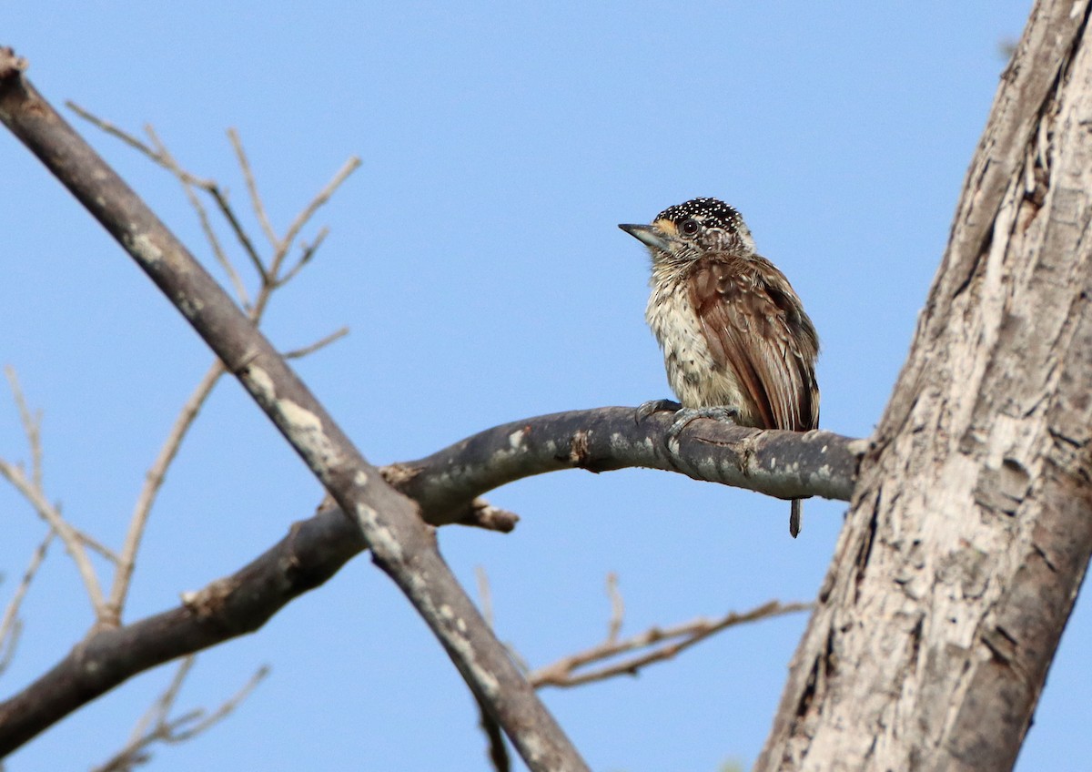 White-bellied Piculet - ML296806111