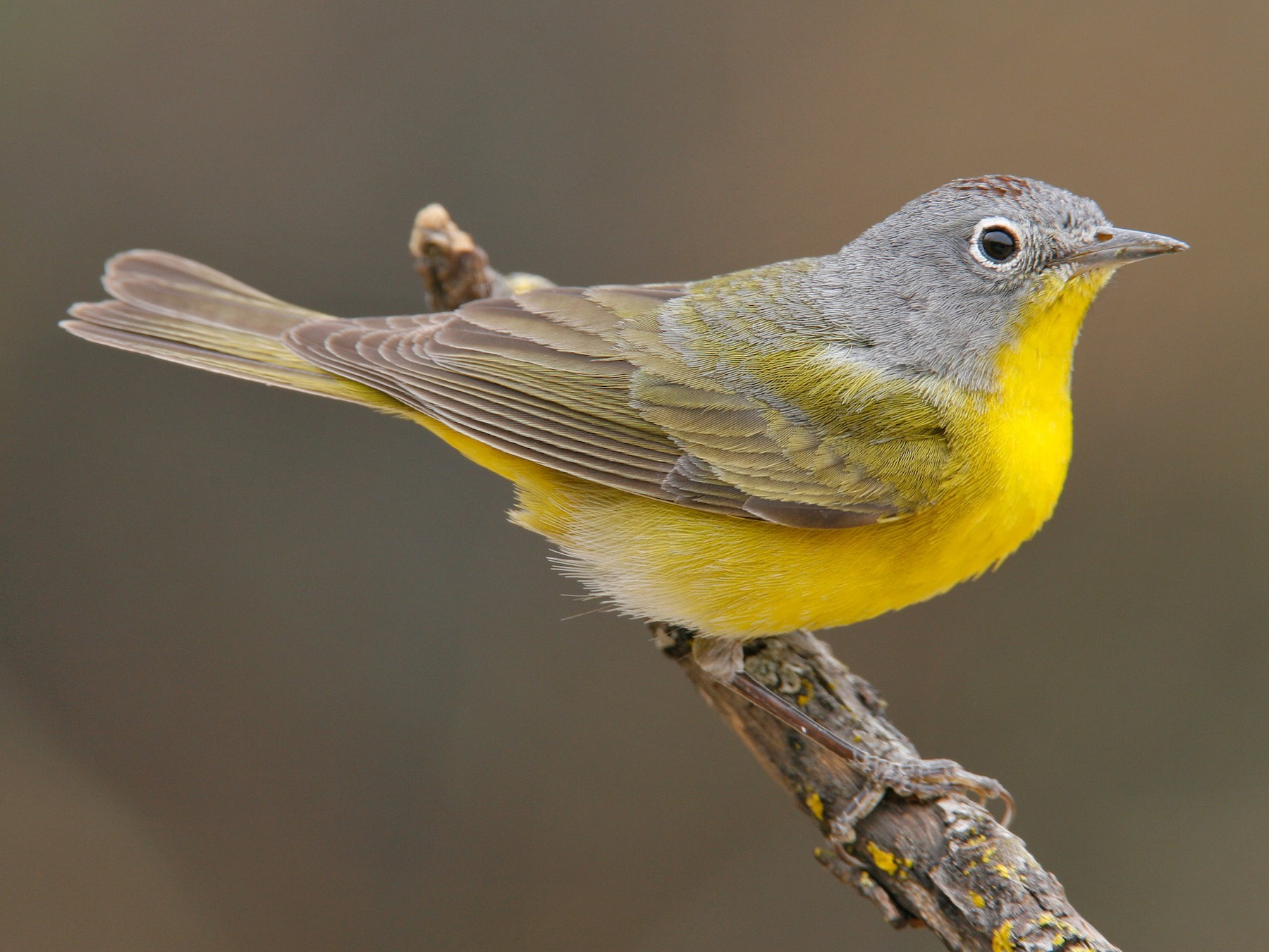 Nashville Warbler - Gracie  McMahon