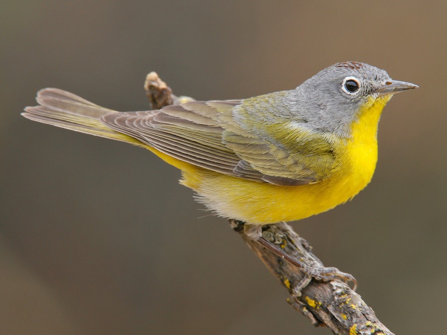 Nashville Warbler - eBird