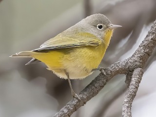 Самка/молодая птица - Marky Mutchler - ML296808011