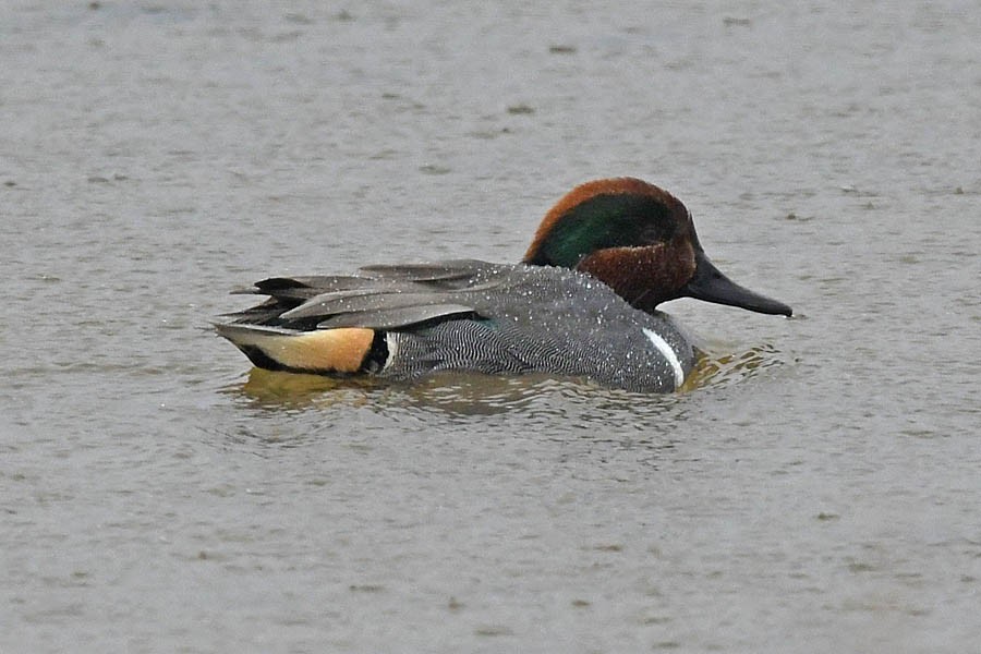 Green-winged Teal - ML296809981