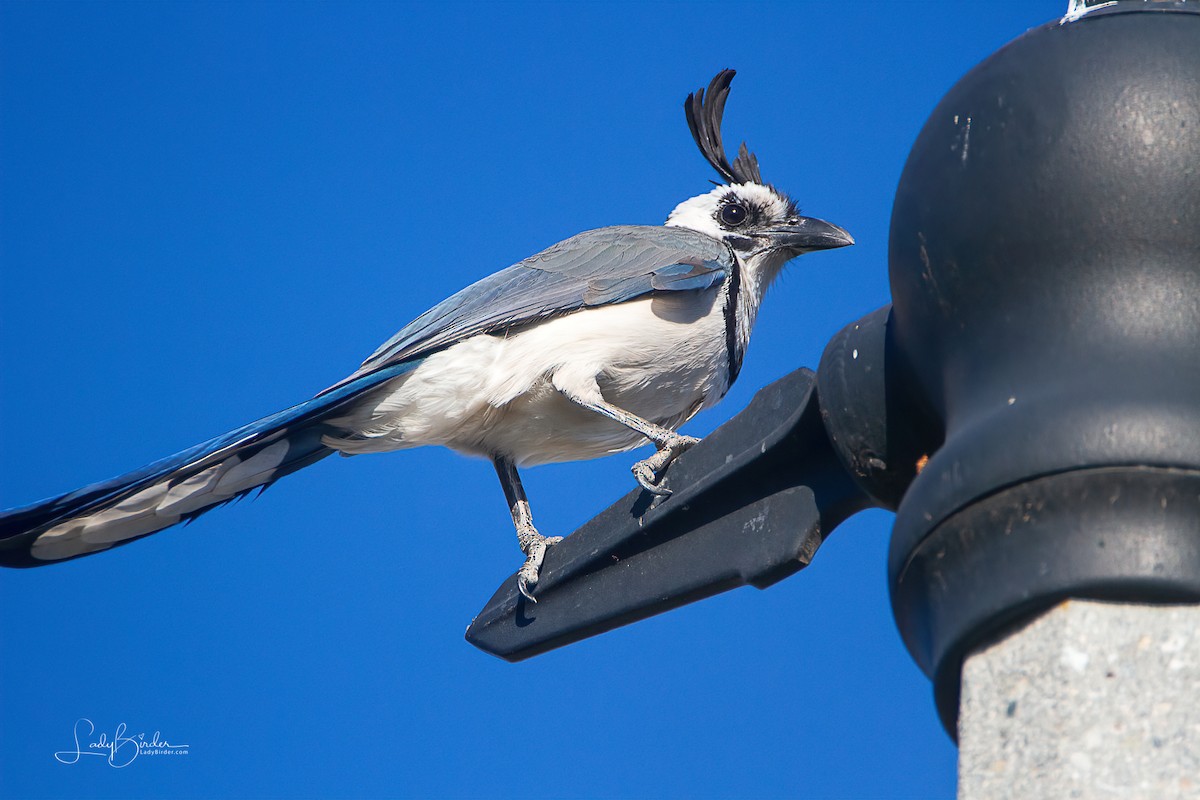 White-throated Magpie-Jay - ML296810241