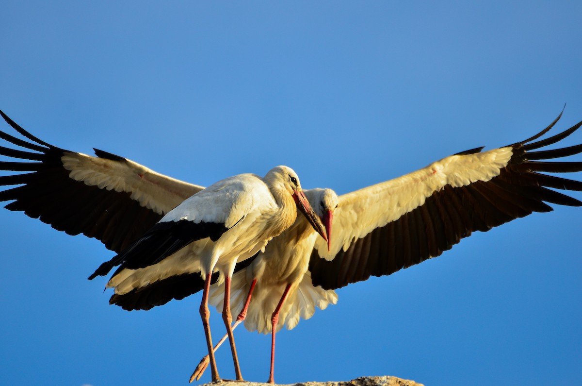 White Stork - Watter AlBahry