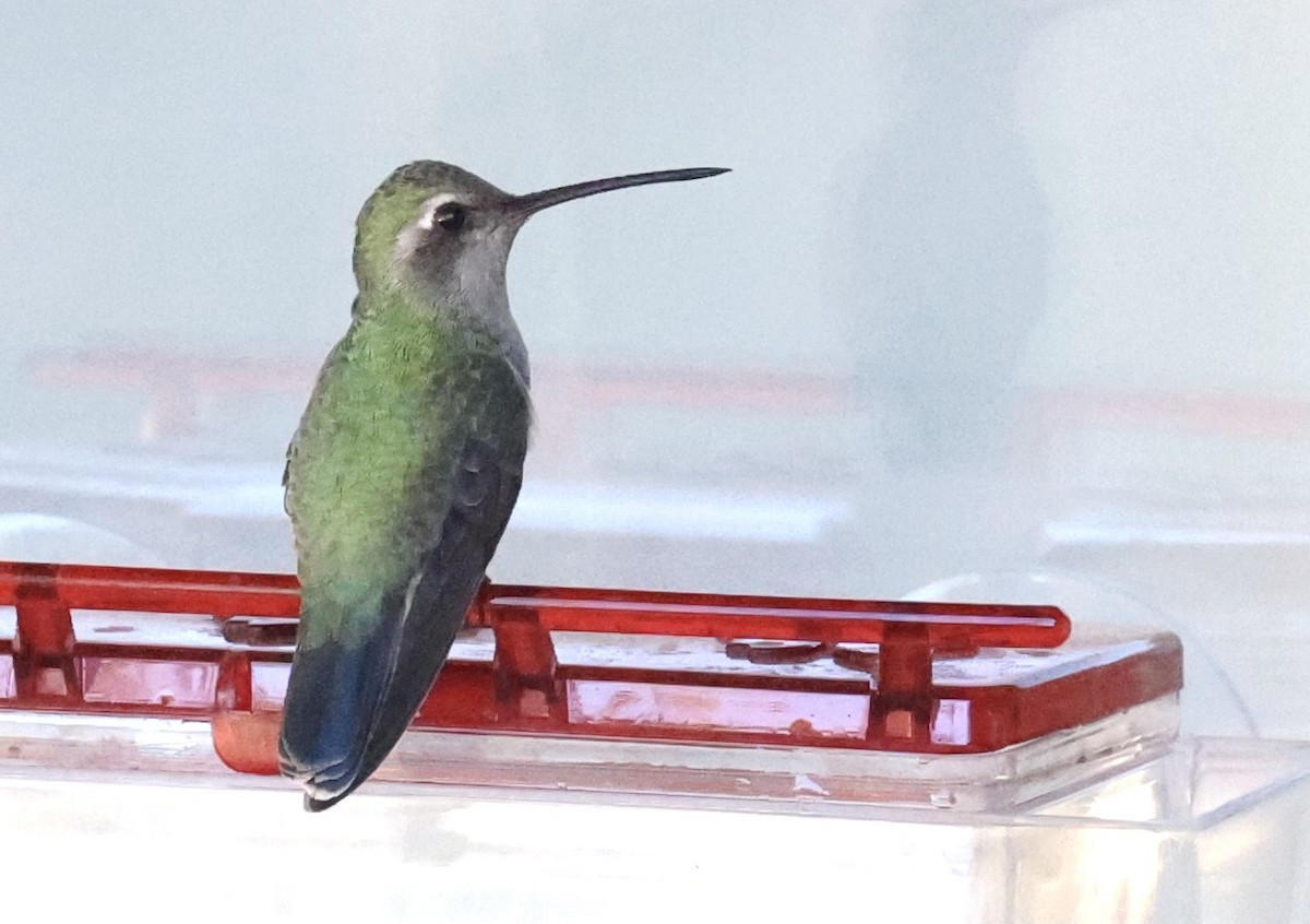 Broad-billed Hummingbird - ML296814371