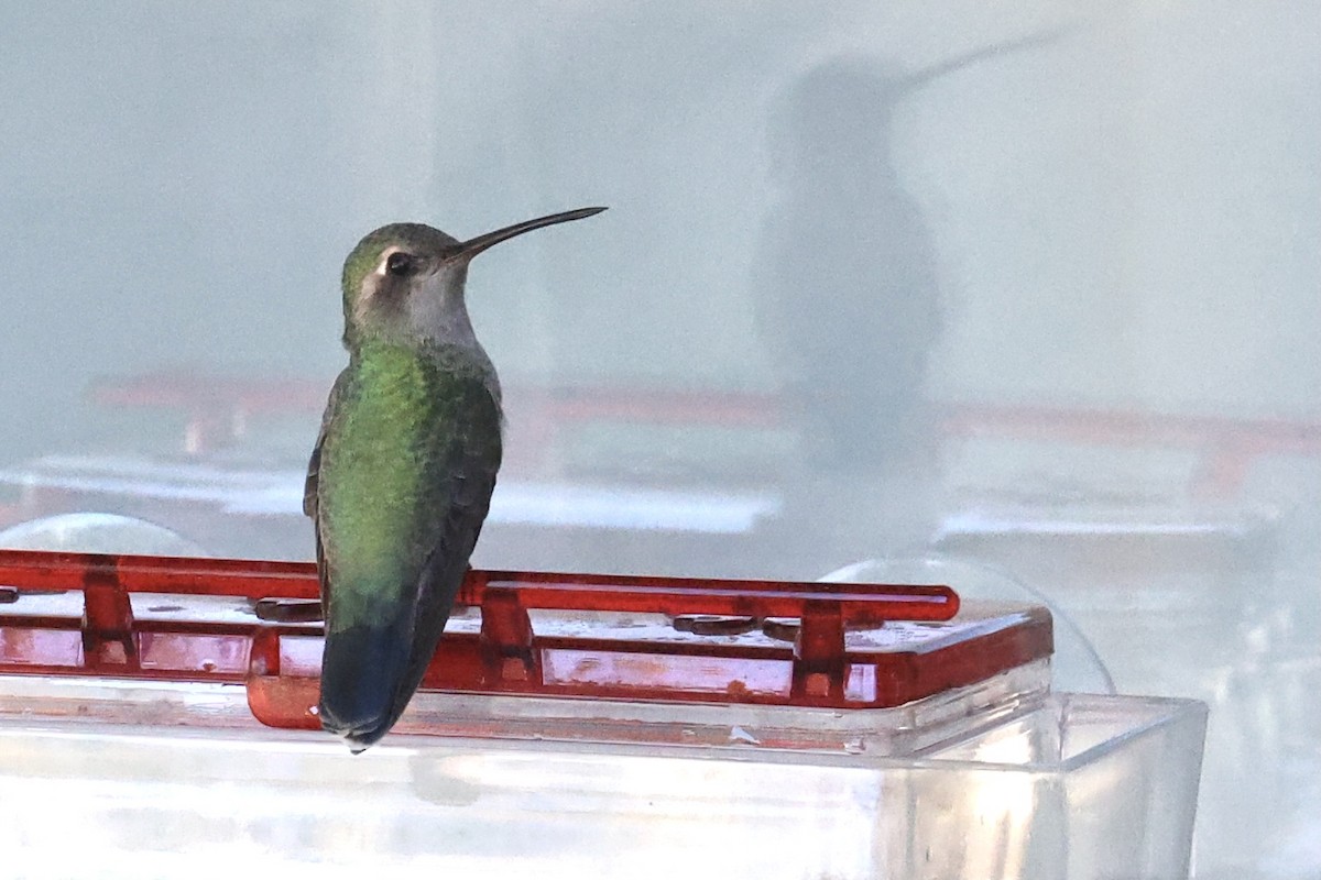Broad-billed Hummingbird - ML296814391