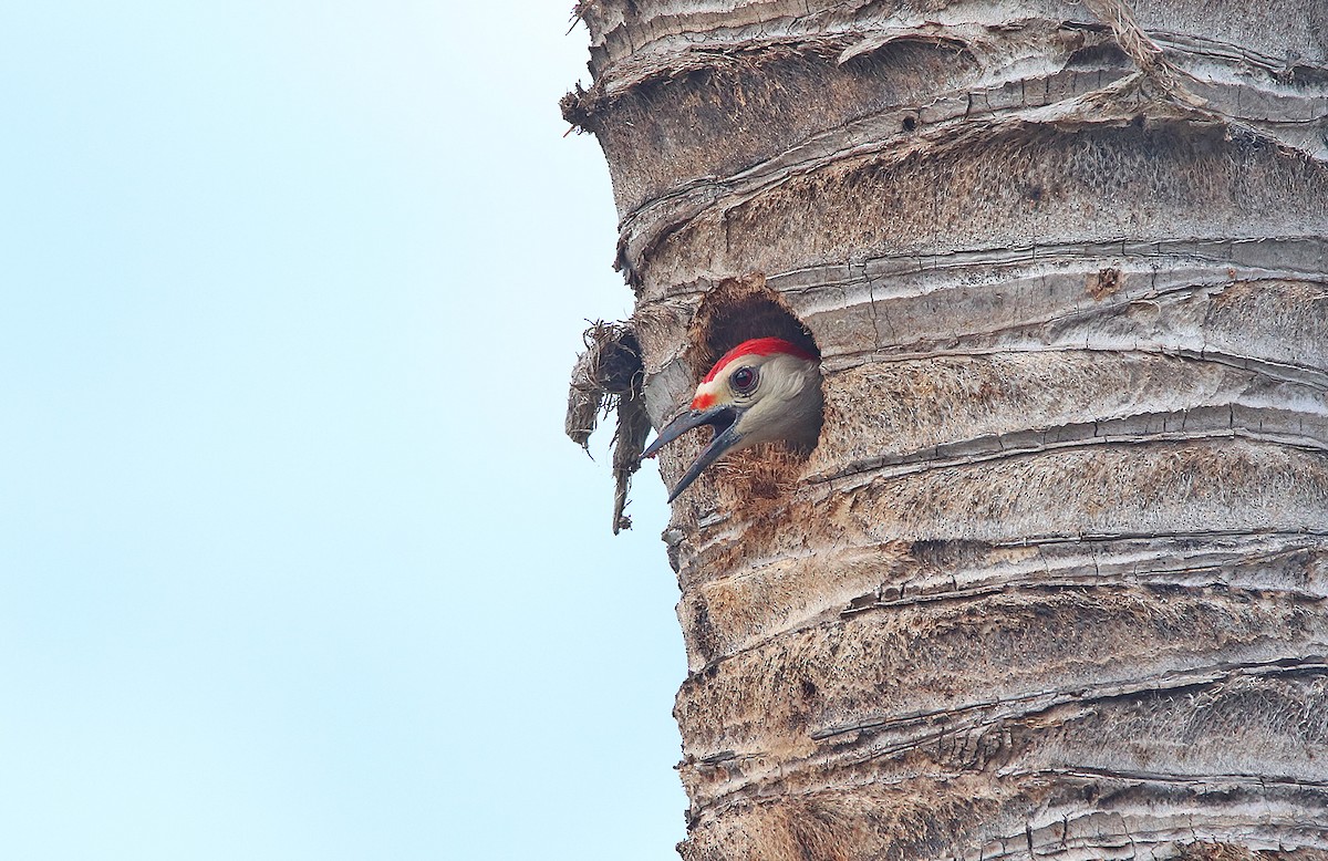 Golden-fronted Woodpecker (Velasquez's) - ML296816521