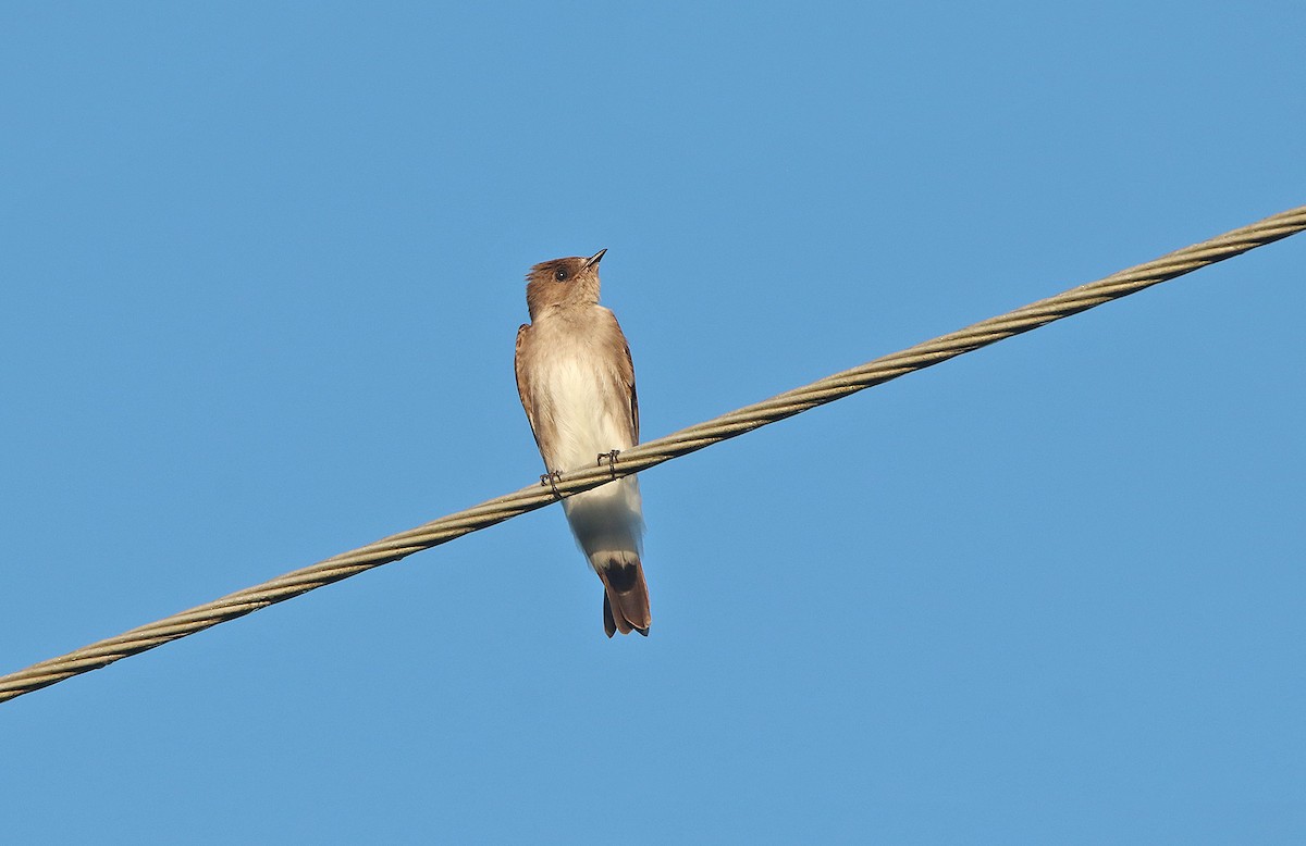 Northern Rough-winged Swallow (Ridgway's) - Tim Avery