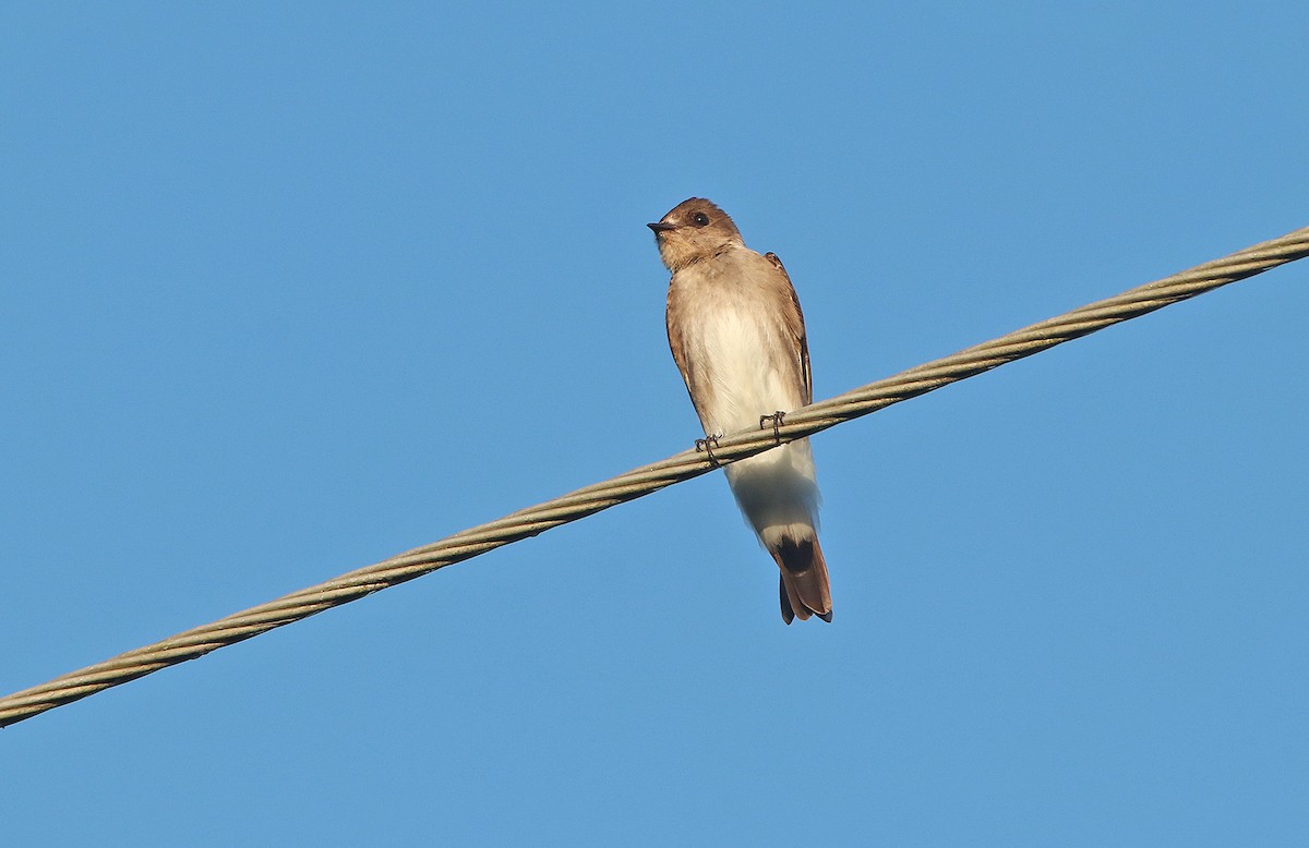 Northern Rough-winged Swallow (Ridgway's) - ML296816831