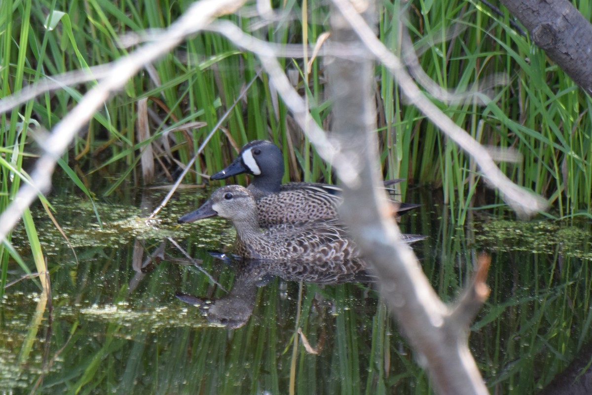 Blue-winged Teal - ML29682041