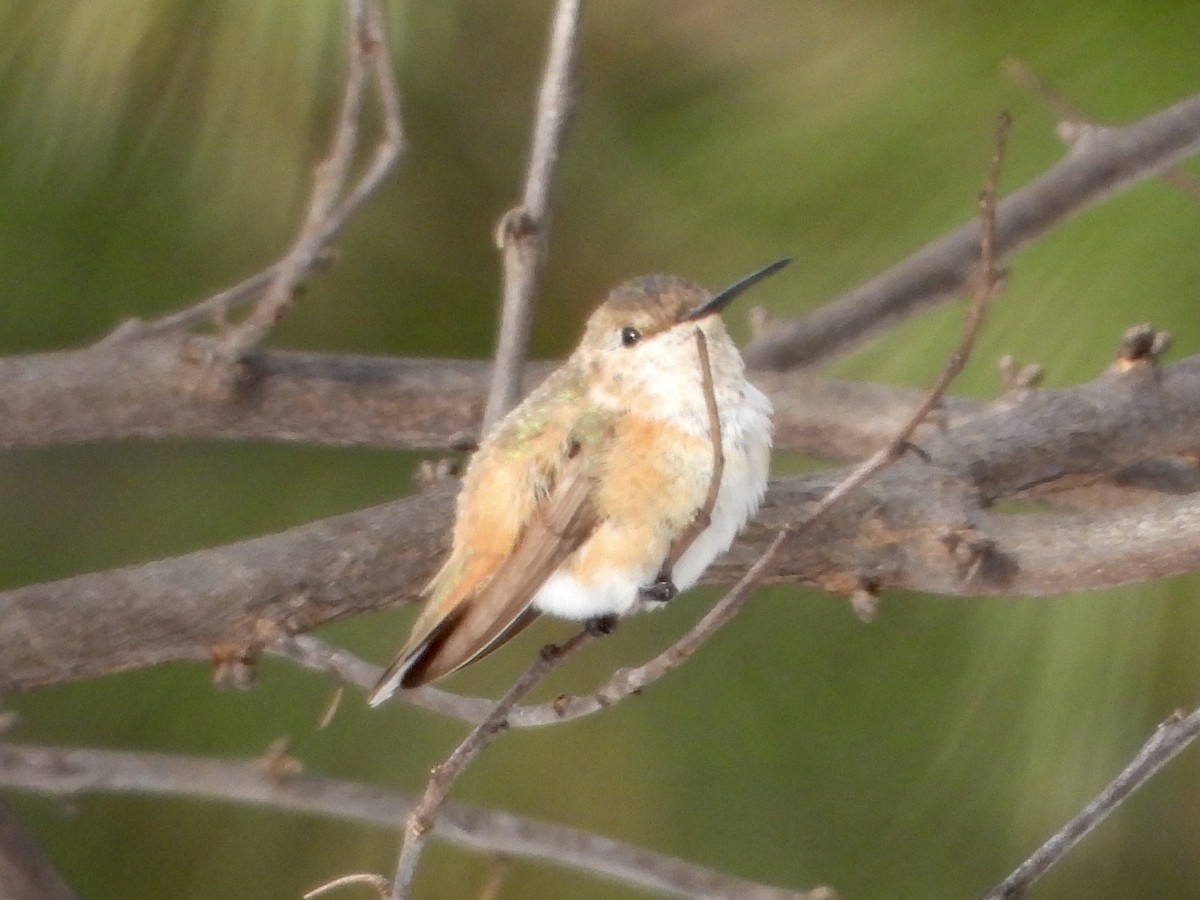Allen's Hummingbird - ML296826081