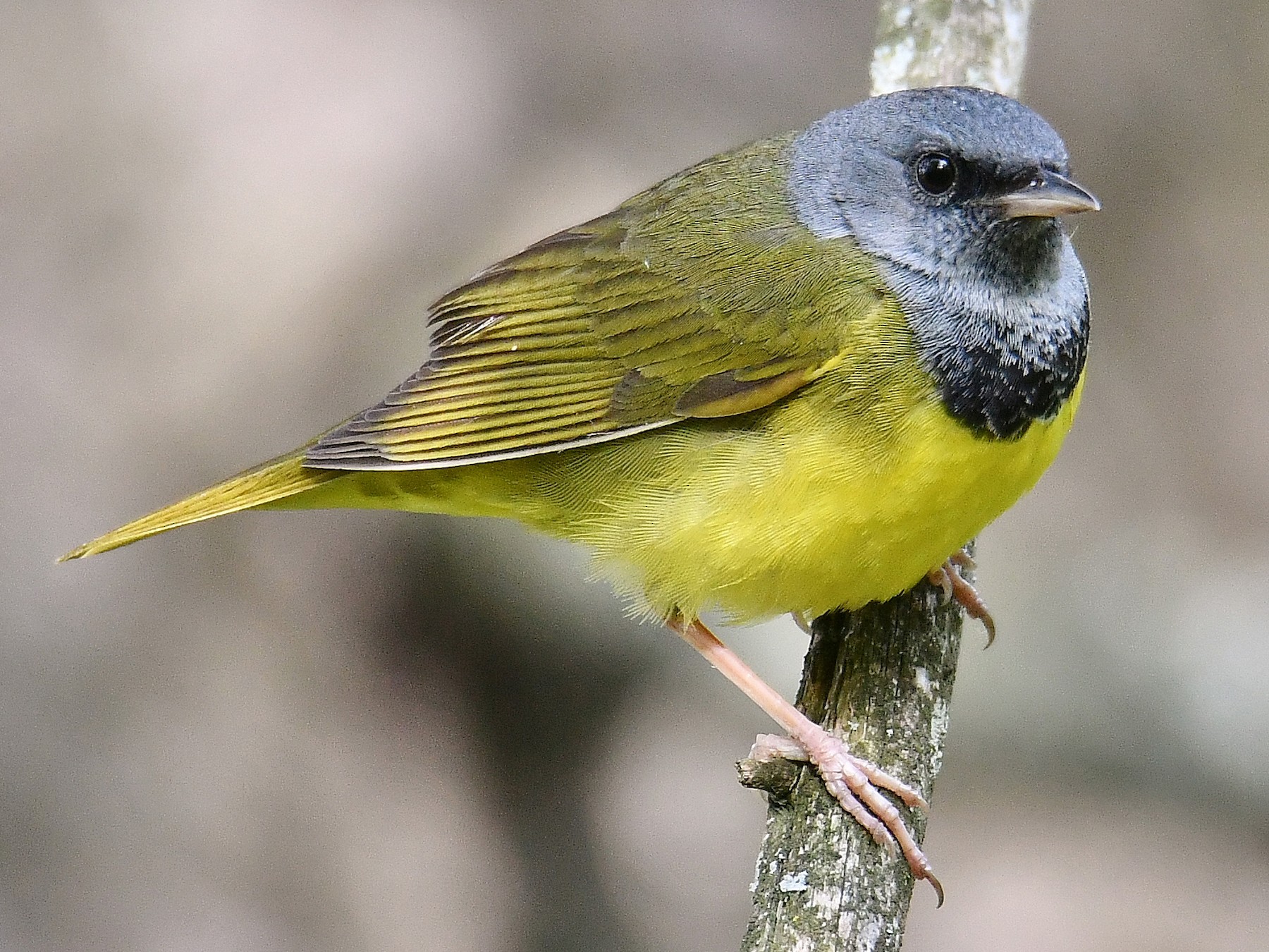 Mourning Warbler - André Lanouette