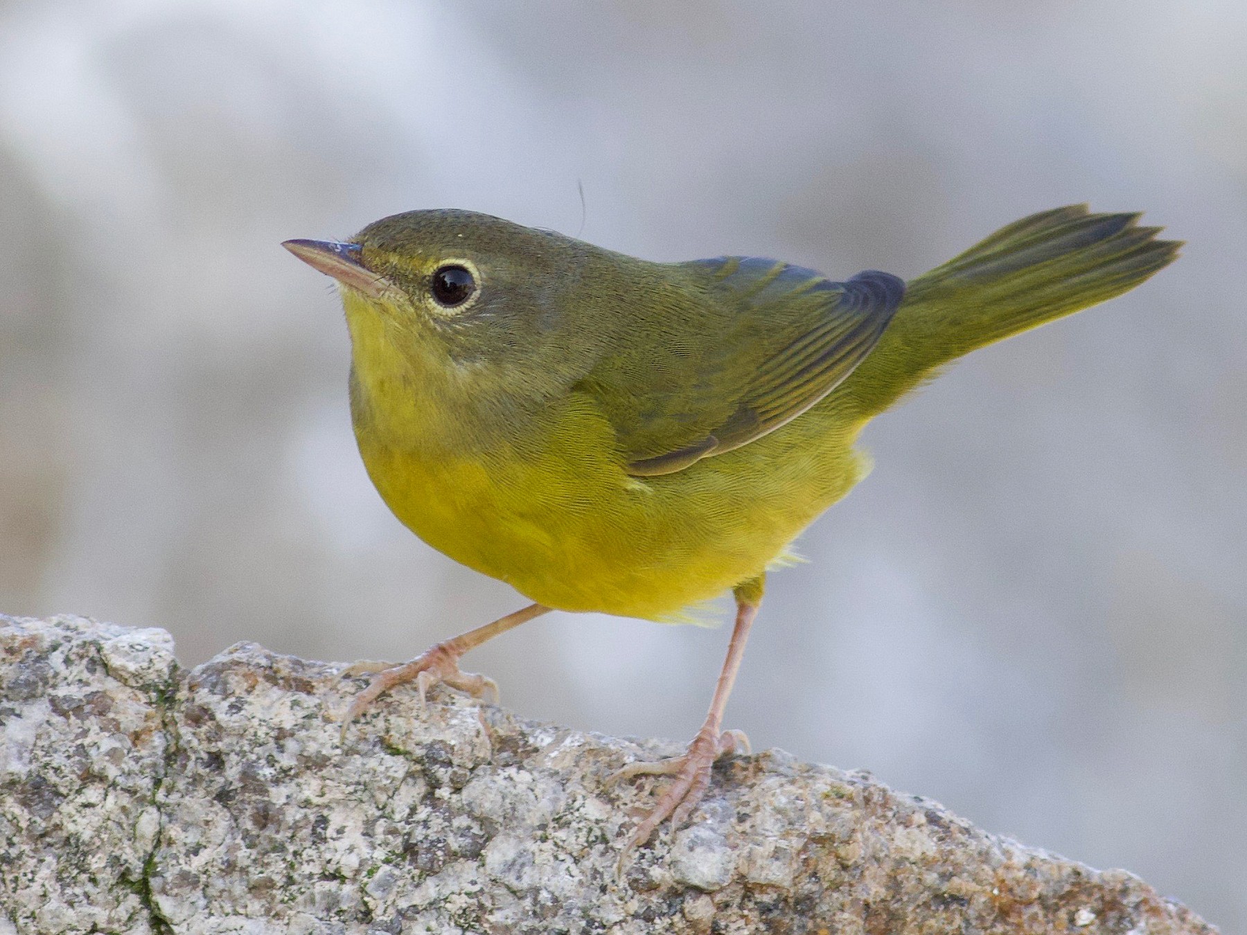 Mourning Warbler - eBird