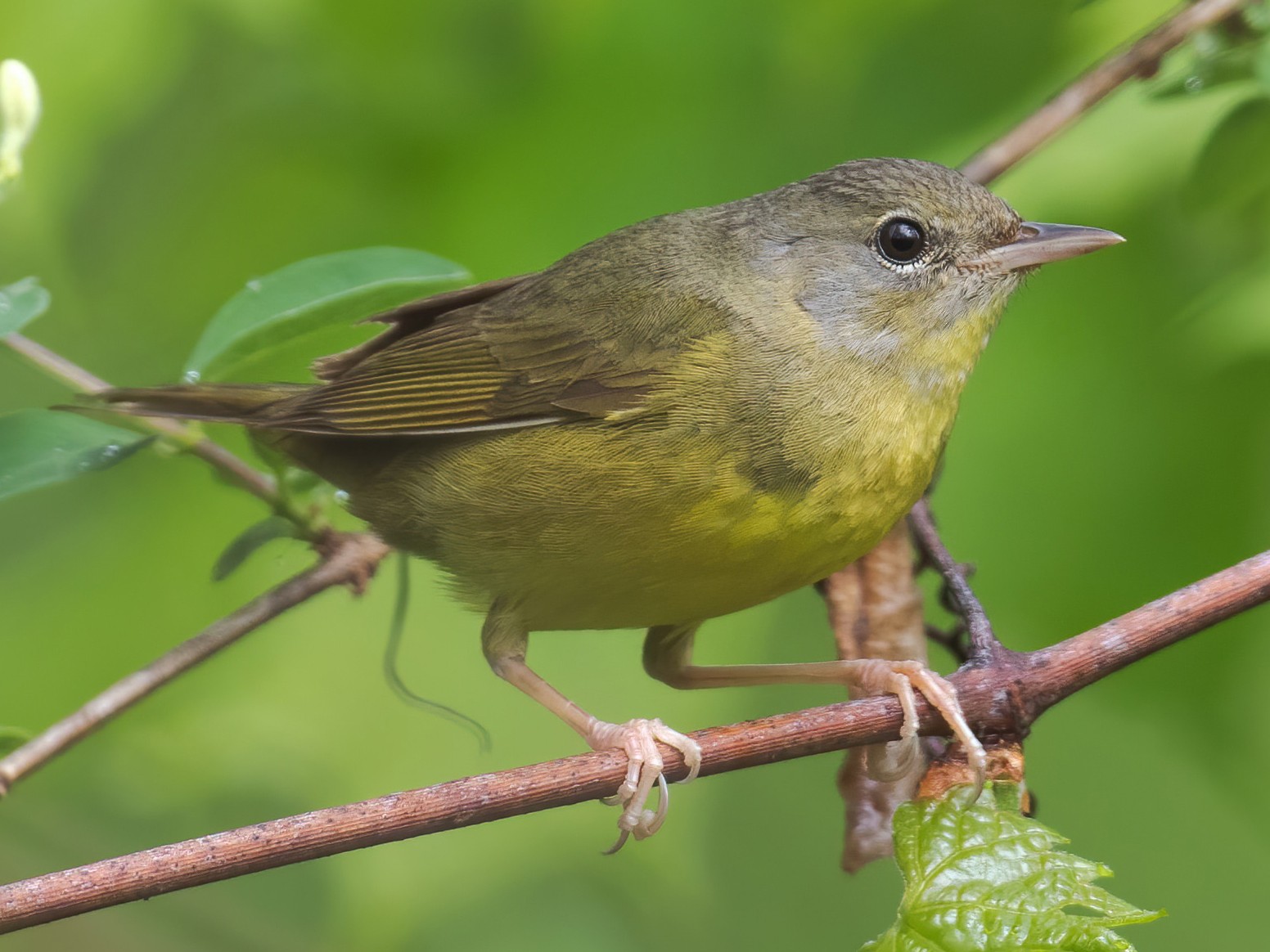 Mourning Warbler - Drew Weber